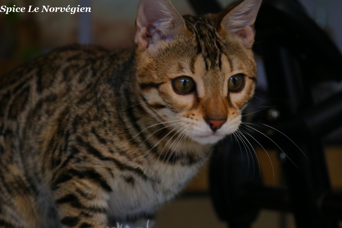 bengal brown spotted